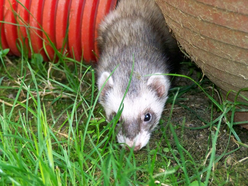 chipie